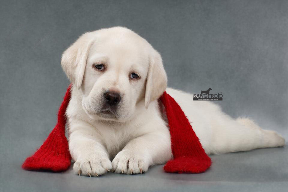 Image of Labrador posted on 2022-08-22 04:07:05 from Mumbai